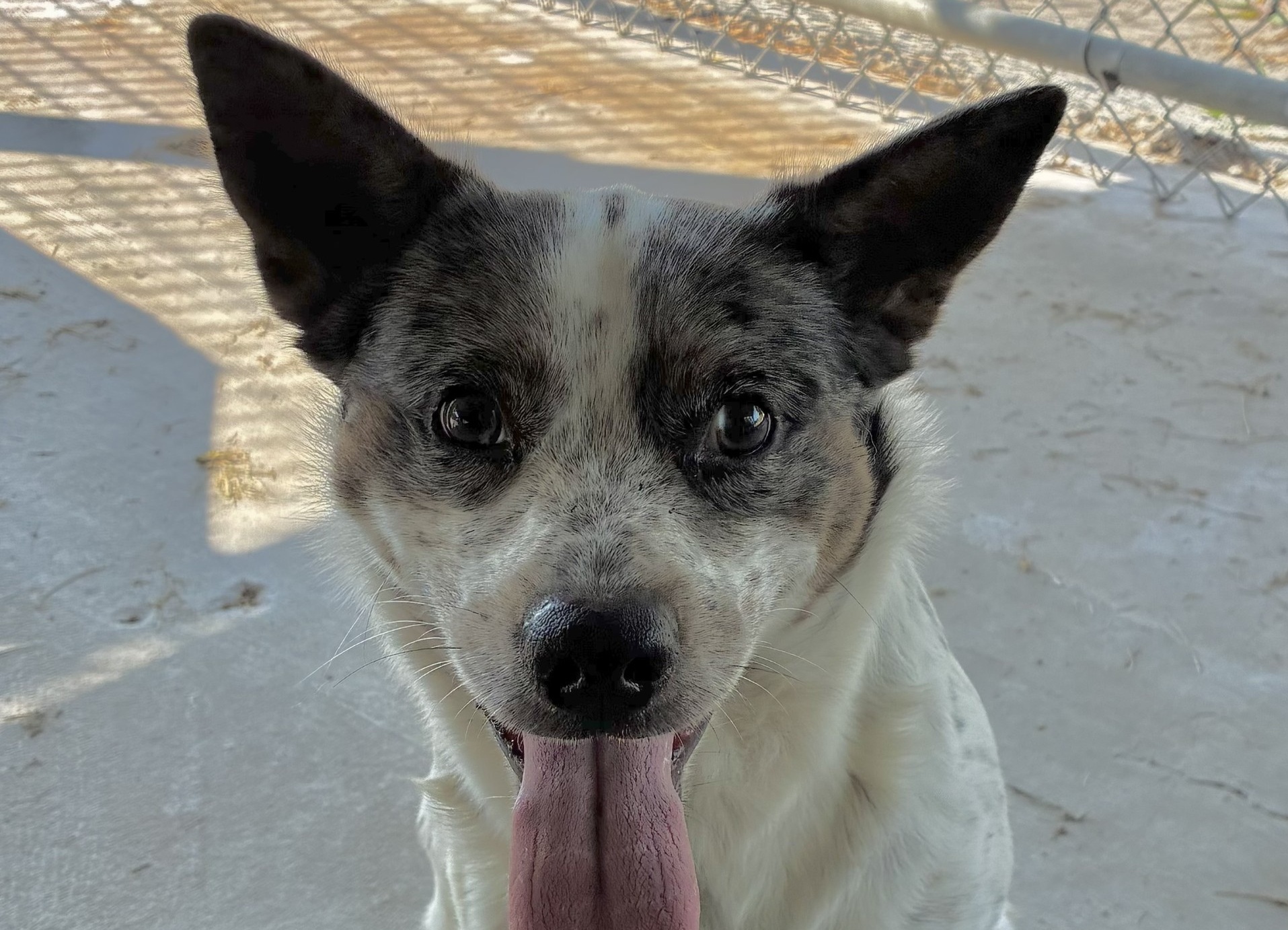 Koda the dog
