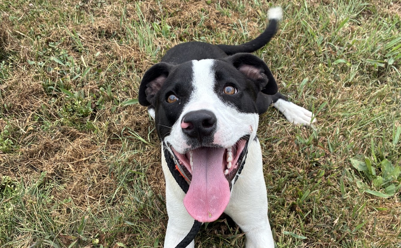 Scout the dog